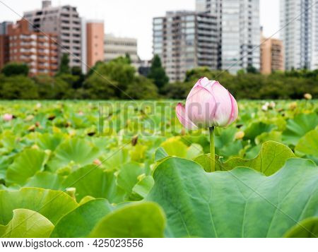 Scenic View Of Shinobazu Pond In Ueno Park With Lotus Flowers Blooming In Summer - Tokyo, Japan