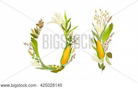 Agricultural Composition With Different Spikelet And Grain Crop Like Corn And Wheatear Vector Set