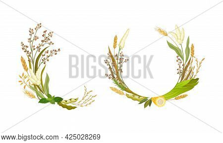 Agricultural Composition With Different Spikelet And Grain Crop Like Corn And Wheatear Vector Set