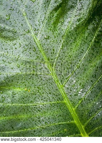 Alocasia Odora With Rain As The Background Texture