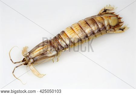 Top View Of A Mantis Shrimp Or Stomatopods, A Carnivorous Marine Crustacean Also Called 