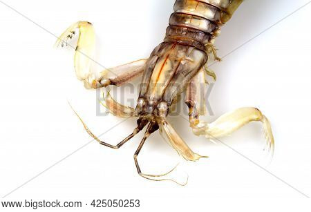 Head Top View Of A Mantis Shrimp Or Stomatopods, A Carnivorous Marine Crustacean Also Called 