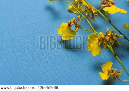 Blooming Oncidium Orchid Flowers Branch On The Blue Flat Lay Background With Copy Space.