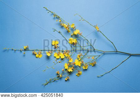 Oncidium Orchid Flowers Branch On The Blue Flat Lay Abstract Background.