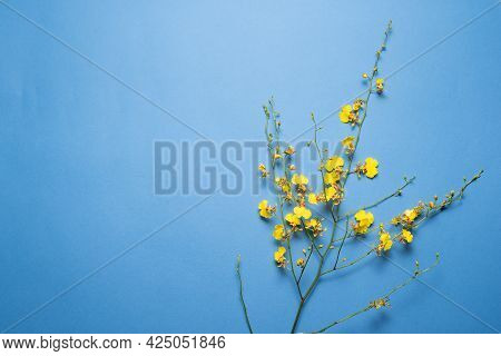 Blooming Oncidium Orchid Flowers Branch On The Blue Flat Lay Background With Copy Space.