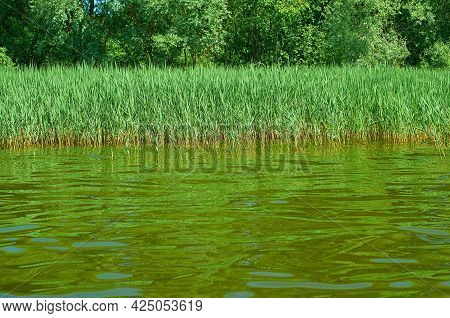Water Landscape. Sedge Grows Along The River Bank. View From The Water.