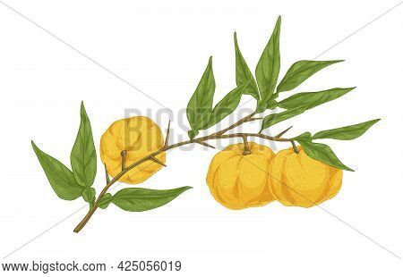 Ripe Yuzu Fruits Growing On Tree Branch With Leaves. Vintage Drawing Of Japanese Citrus Plant. Reali