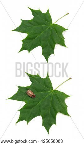 cockchafer maybug with green maple leaf isolated on white background