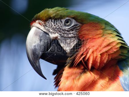 Arara