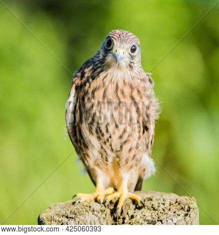 A Vertical Shallow Focus Closeup Shot Of A Confused Kestrel Bird Standing On A Wooden Log
