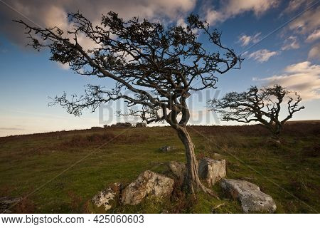 Two Windblown Trees In The Dartmoor National Park Under The Sunlight In Devon. The Uk