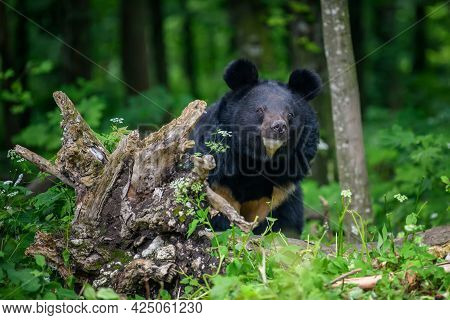 Asiatic Black Bear (ursus Thibetanus) In Summer Forest. Wildlife Scene From Nature