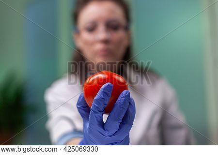 Front View Of Biologist Reseacher Woman Analyzing Tomato Injected With Chemical Dna For Scientific A