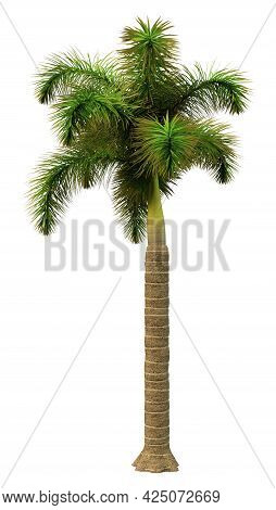 3D Rendering Foxtail Palm Tree On White