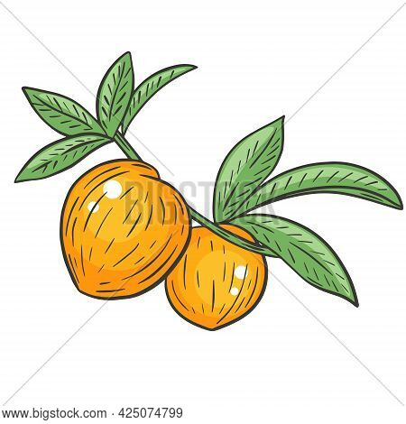 A Pair Of Whole Peaches On A Branch With Leaves, Hand Drawing. Vector Illustration Of A Peach. Color