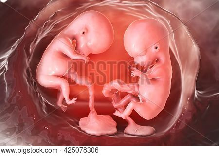 Monozygotic Twins In Uterus With Separate Placentas, 3d Illustration. Early Fetal Period, Week 8 - W