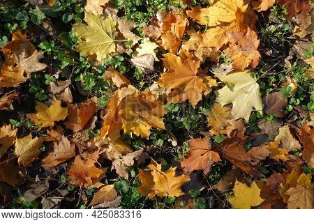 Orange And Brown Fallen Leaves Of Maple In Mid October