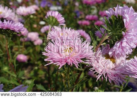 Thread Like Petaled Pink Flowers Of China Asters In September