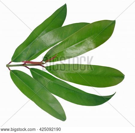 Garcinia Atroviridis Leaves Isolated On White Background