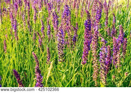 Salvia Officinalis Flowers. Natural Background Of Flowering Herbs. Meadow Clary. Purple Flowers On W
