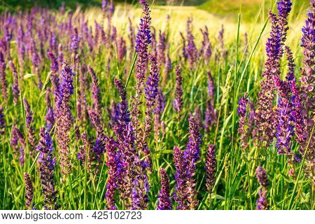 Salvia Officinalis Flowers. Natural Background Of Flowering Herbs. Meadow Clary. Purple Flowers On W