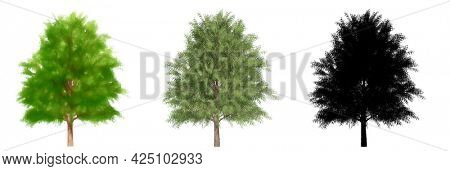 Set or collection of Australian Willow trees, painted, natural and as a black silhouette on white background. Concept or conceptual 3d illustration for nature, ecology and conservation, strength, endu