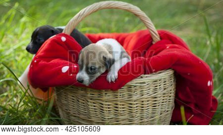 Small Redhead Dog Sits In A Basket. Red Blanket Redhead And Black Dog. Veterinary Concepts, Pet Anim