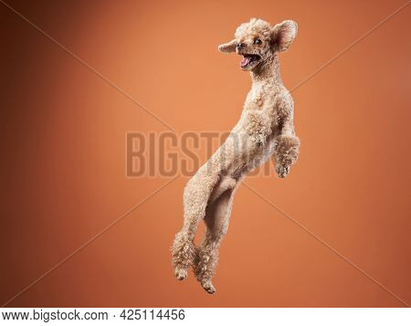 Funny Active Dog Jumping , Happy Small Poodle On Orange Background