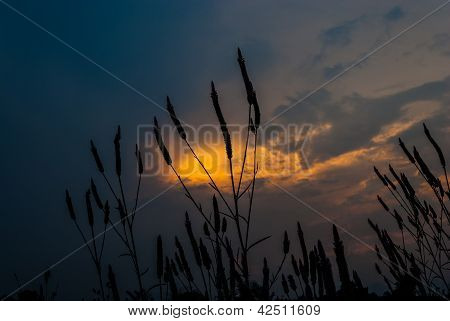 Stín trávy ve večerních hodinách