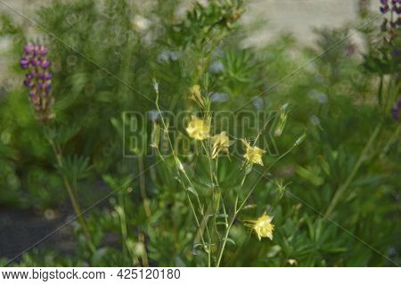 Flowers Of Aquilegia Golden-flowered Aquilegia Chrysantha In The Garden And Bokeh