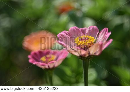 Colorful Tsinia Flowers Taken From The Side In The Garden With Bokeh