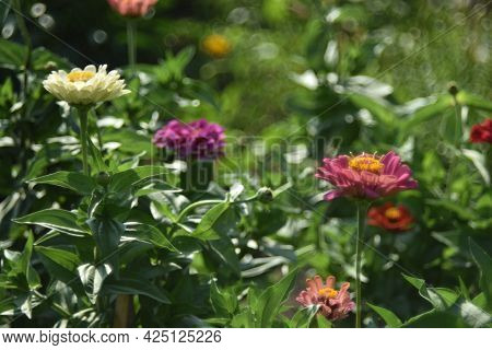 Colorful Tsinia Flowers Taken From The Side In The Garden With Bokeh