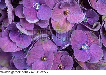 Detailed Top View Full Frame Macro Shot Of Hortensia Aka Hydrange Flower