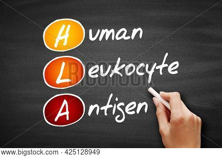 Hla - Human Leukocyte Antigen Acronym, Health Concept On Blackboard