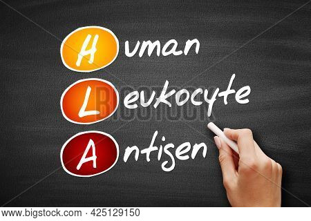 Hla - Human Leukocyte Antigen Acronym, Health Concept On Blackboard