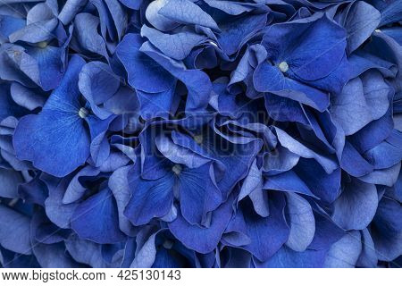 Detailed Top View Full Frame Macro Shot Of Hortensia Aka Hydrange Flower