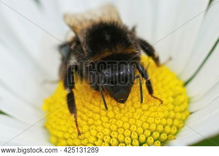 Frontal Closeup Of A Worker Of Buff-tailed Or Large Earth Bumblebee,  Bombus Terrestris, On A Yellow