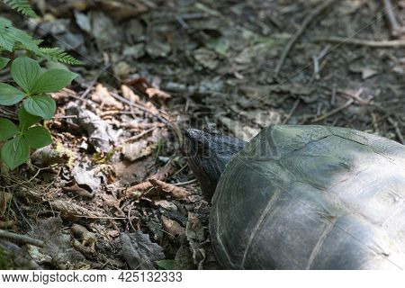 High-angle View Of A Common Snapping Turtle (chelydra Serpentina) Showing Its Head And The Top Of It