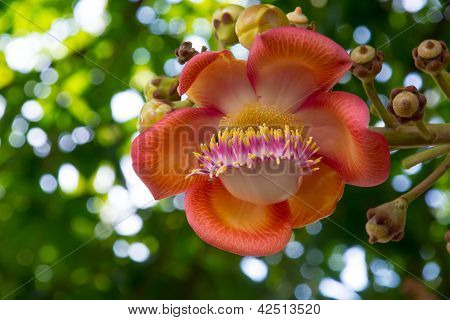 Shorea Robusta