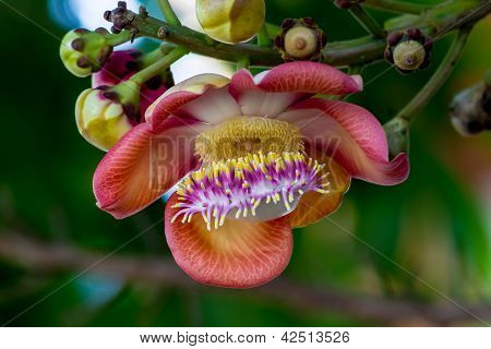 Shorea Robusta