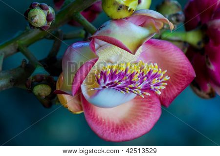 Shorea Robusta