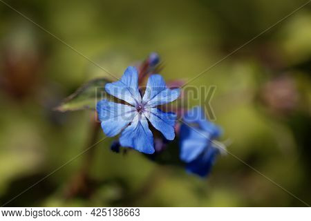 Flower Of The Leadwort Ceratostigma Griffithii