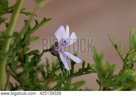 Rasp Leaf Pelargonium, Pelargonium Radens