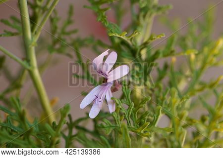 Rasp Leaf Pelargonium, Pelargonium Radens