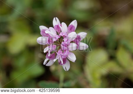 Flowers Of A Purple Crown Vetch, Securigera Varia