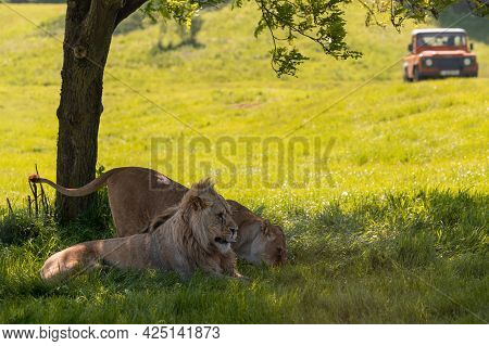 Lions Resting Under A Tree Shadow With 4x4 All Terrain Vehicle In The Background.