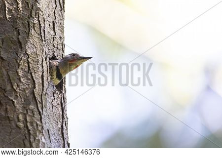 Northern Flicker Chick Bird At Vancouver Bc Canada