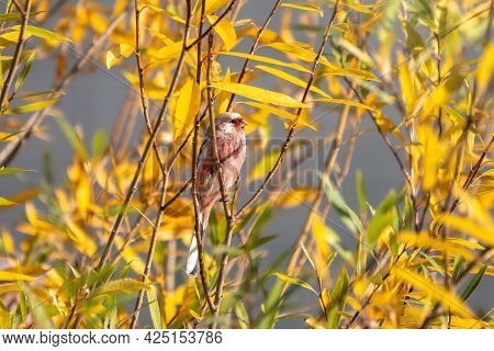 The Long-tailed Rosefinch, Carpodacus Sibiricus Sitting On A Tree Branch In The Autumn Sunny Day. Th