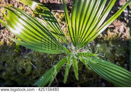 Top View Of Saw Palmetto, Green Palm Leaves Close Up, Abstract Leaves Texture. Selective Focus.