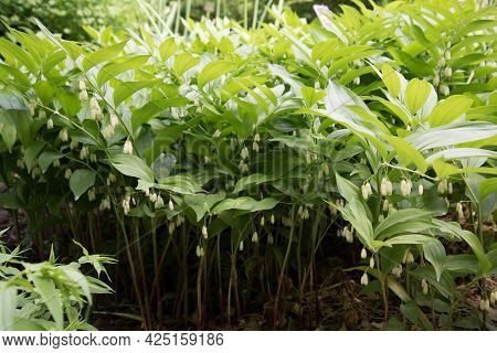 Polygonatum Hirtum, Flowering Plant. A Plant With White Hanging Flowers. Background, Texture